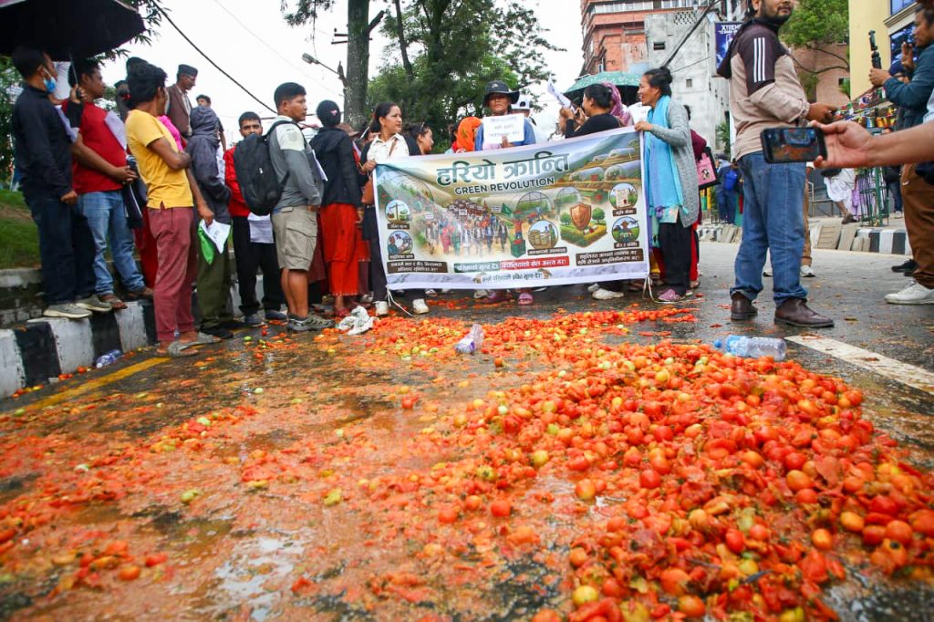 उचित मूल्य नपाएपछि किसानको आक्रोश : माइतीघरमा गोलभेँडा सडकमै फालेर विरोध