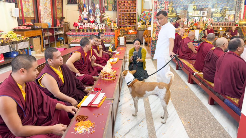 थाइल्यान्डका भिक्षु र ‘अलोका’ कुकुर बौद्धमा, बाढीपीडितका लागि ५८ लाख सहयोग